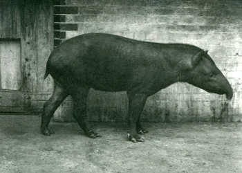 Ein brasilianischer oder südamerikanischer Tapir im Londoner Zoo, September 1922